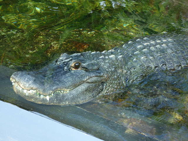 Alligator