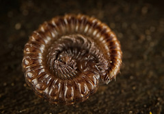 Der Tausendfüßer (Myriapoda) in seiner Winterstellung :))  The millipede (Myriapoda) in its winter position :))  Le mille-pattes (Myriapoda) dans sa position hivernale :))