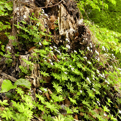 Es duftet wieder im Wald! Es duftet wieder im Wald!