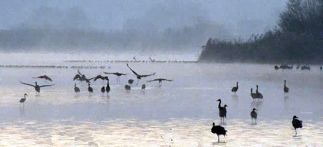 Last year: Dawn at the Hula lake.