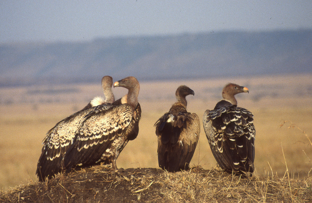 Ruppell's Griffon Vulture