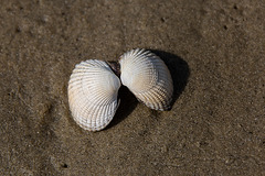 20140907 4872VRAw [NL] Herz-Muschel (Cerastoderma edule), Terschelling