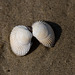 20140907 4872VRAw [NL] Herz-Muschel (Cerastoderma edule), Terschelling