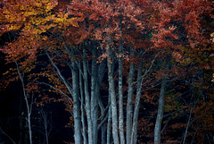 Herbstbäume