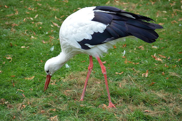 Der  Klapperstorch