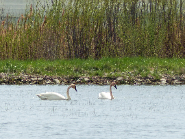 Day 3, two Trumpeter Swans, Hillman Marsh