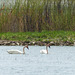 Day 3, two Trumpeter Swans, Hillman Marsh