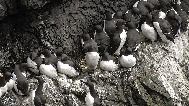 20190612 5128CPw [R~GB] Trottellummen, Skomer, Wales