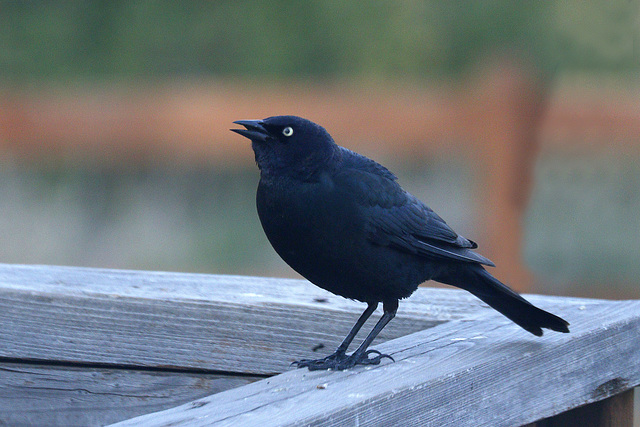 Brewer's Blackbird