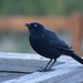 Brewer's Blackbird