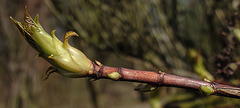 20200315 6811CPw [D~LIP] Frühlingserwachen, UWZ, Bad Salzuflen