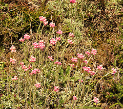 Gewöhnliches rotes Katzenpfötchen - Antennaria dioica (PicinPic)