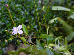 20210825 2574CPw [D~LIP] Berg-Weidenröschen (Epilobium montanum), Bad Salzuflen