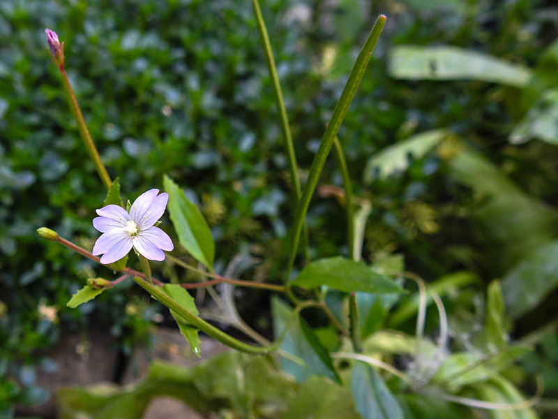 20210825 2574CPw [D~LIP] Berg-Weidenröschen (Epilobium montanum), Bad Salzuflen