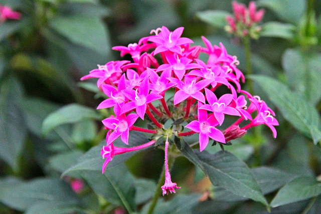 Fünfzahnstrauch - Pentas lanceolata, allgemein bekannt als ägyptischer Sternhaufen