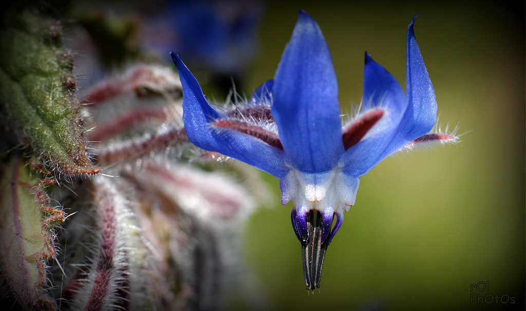 La Bourrache ou Bourrache officinale (Borago officinalis L.)