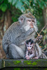 Monkeys with their babies
