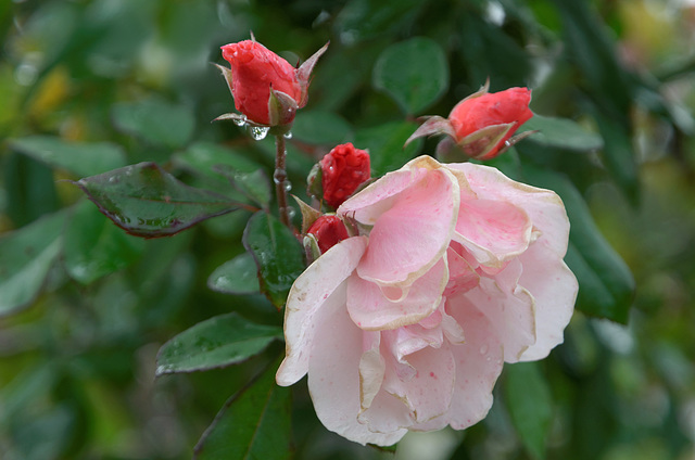 Les dernières roses