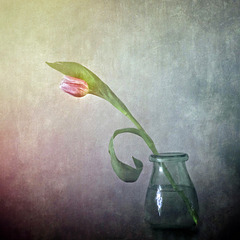 tulip June 2