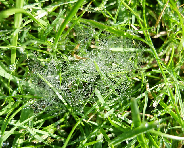 Tautropfen auf einem Gespinst im Rasen