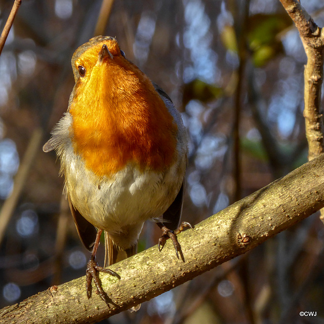 Robin sunning himself