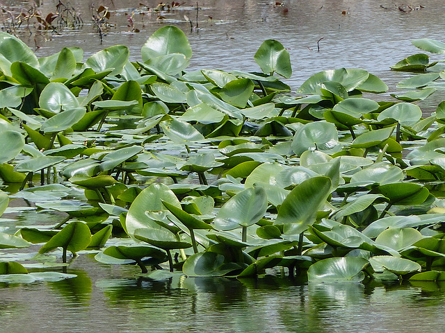 Day 3, pond lilies, Hillman Marsh