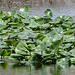 Day 3, pond lilies, Hillman Marsh
