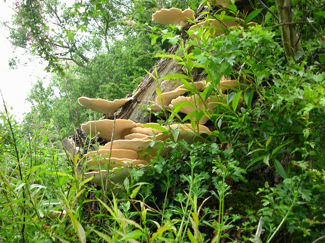 Fungus on the Staffordshire and Worcestershire Canal near Dimmingsdale