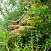 Fungus on the Staffordshire and Worcestershire Canal near Dimmingsdale