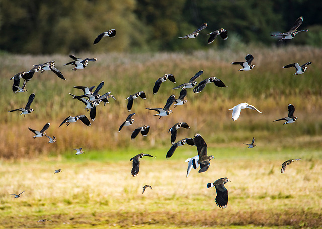 Birds in flight.4jpg