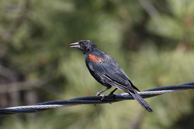 Red-winged Blackbird