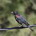 Red-winged Blackbird