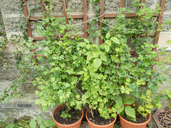gdn - potted gooseberries