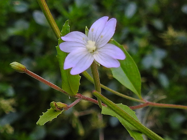 20210825 2575CPw [D~LIP] Berg-Weidenröschen (Epilobium montanum), Bad Salzuflen