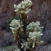 Teddy Bear Cholla