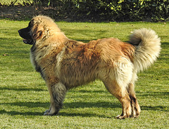 20220312 0352CPw [D~MI] Hundewiese, Hille