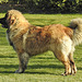 20220312 0352CPw [D~MI] Hundewiese, Hille