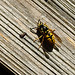 20220417 0528CPw [D~LIP] Rote Wespe (Vespula rufa), Bad Salzuflen