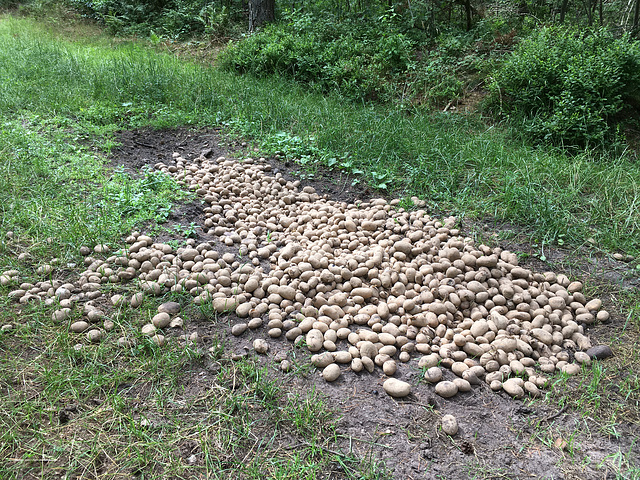 Wildfütterung im Juli