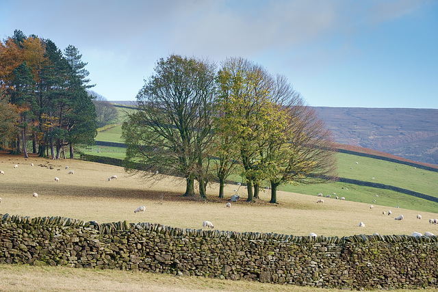 Moorfield Trees