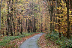 petite route forestiere ...... petite route forestiere ......