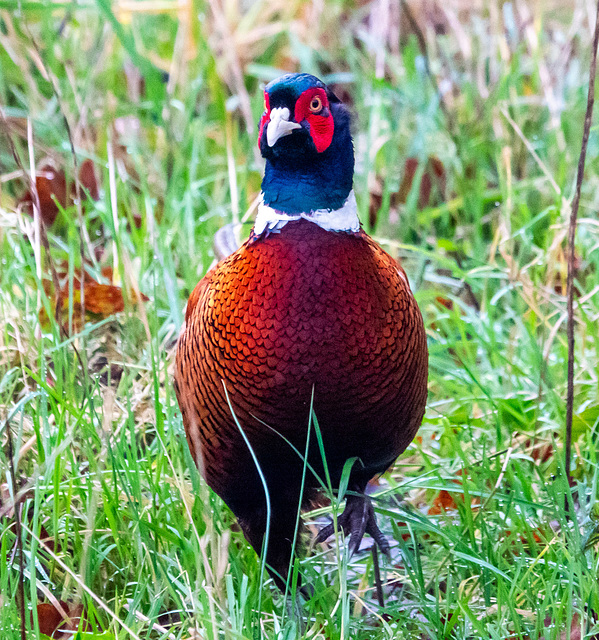 Pheasant