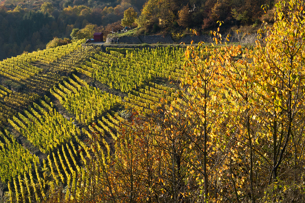 Altenahr - Weinberge DSC00875