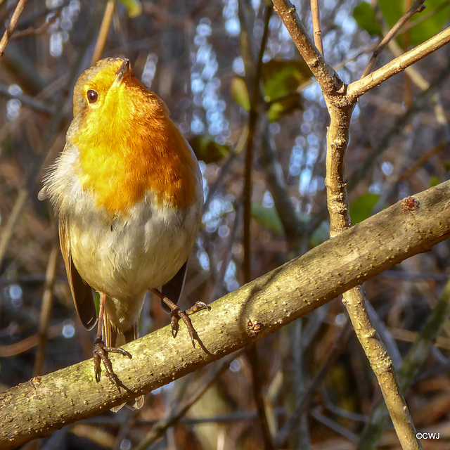 Robin sunning himself