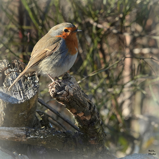 Regard en coin.. 2