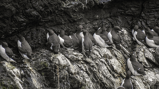 20190612 5129CPw [R~GB] Trottellummen, Skomer, Wales