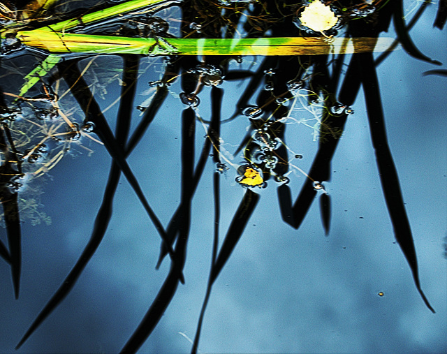 Among The Bulrushes