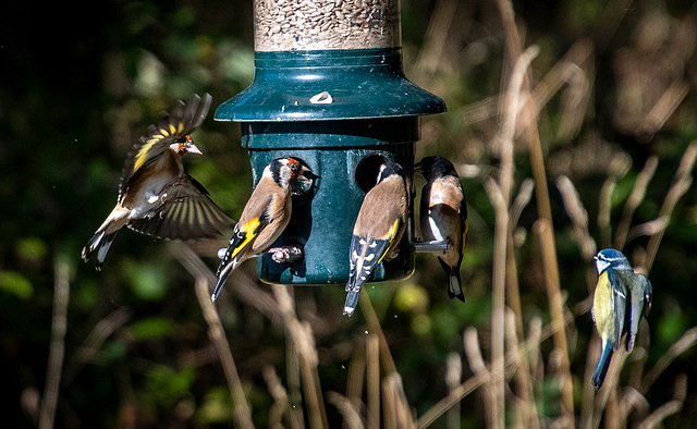 Birds in flight.5jpg