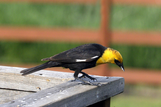 Yellow-headed Blackbird