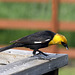 Yellow-headed Blackbird